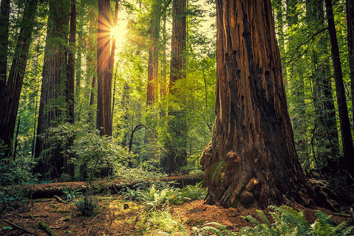 Sunrise in the Redwoods