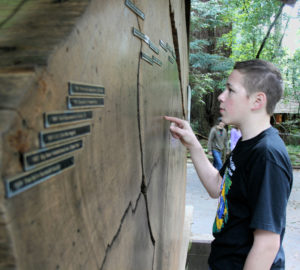 Young visitor looking at tree rings