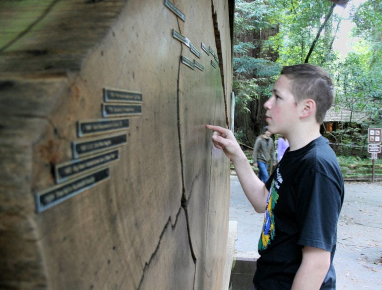 Young visitor looking at redwood tree rings
