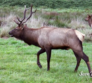 Elk and other large mammals live among the redwoods.
