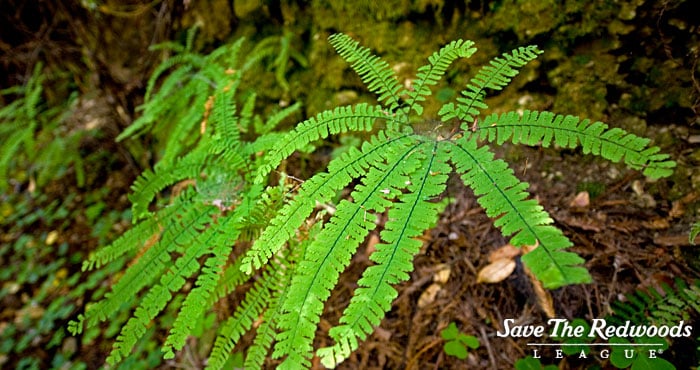 Ferns live both on the forest floor and high in the canopy!