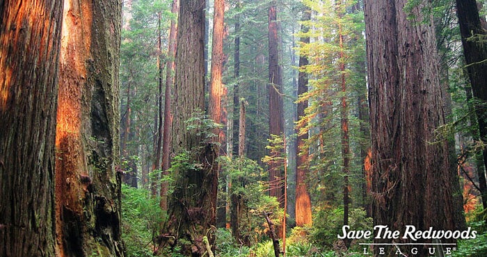 A pretty typical redwood forest.