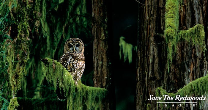 Owls and other birds nest in the redwood canopy. Photo by Alan Justice