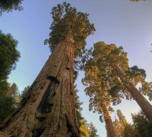 Your support will allow students to reach and learn about these amazing giant sequoias. Photo by Bob Wick