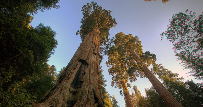 Your support will allow students to reach and learn about these amazing giant sequoias. Photo by Bob Wick