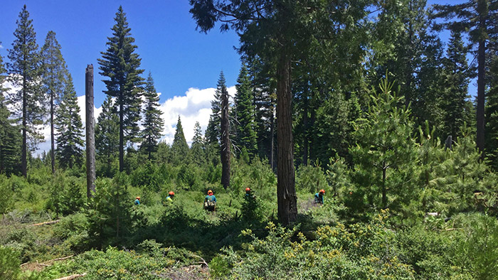 Crew performing restoration work on a redwood forest