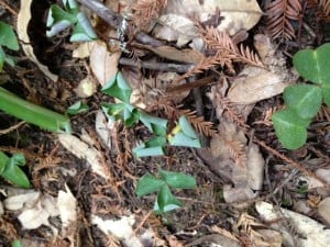 Dry redwood sorrel shows signs of drought stress at Armstrong Redwoods.