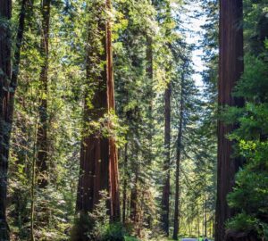 Two bicyclists riding along the Avenue of Giants