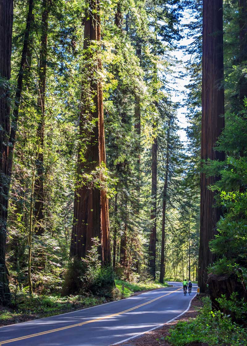Two bicyclists riding along the Avenue of Giants