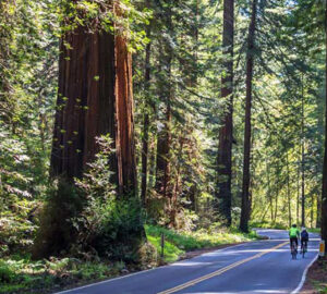 Bicycling on the famed Avenue of the Giants