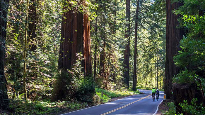 Bicyclists riding down a famous redwood lined street in Humboldt county