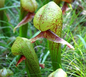 Darlingtonia Californica. Photo by Dave Berry, flickr.