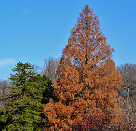 Dawn redwood. Photo by Dendroica cerulea, Flickr Creative Commons