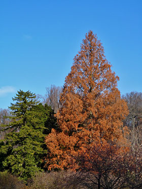 dawn redwood redwoods cerulea dendroica commons creative flickr china fall savetheredwoods