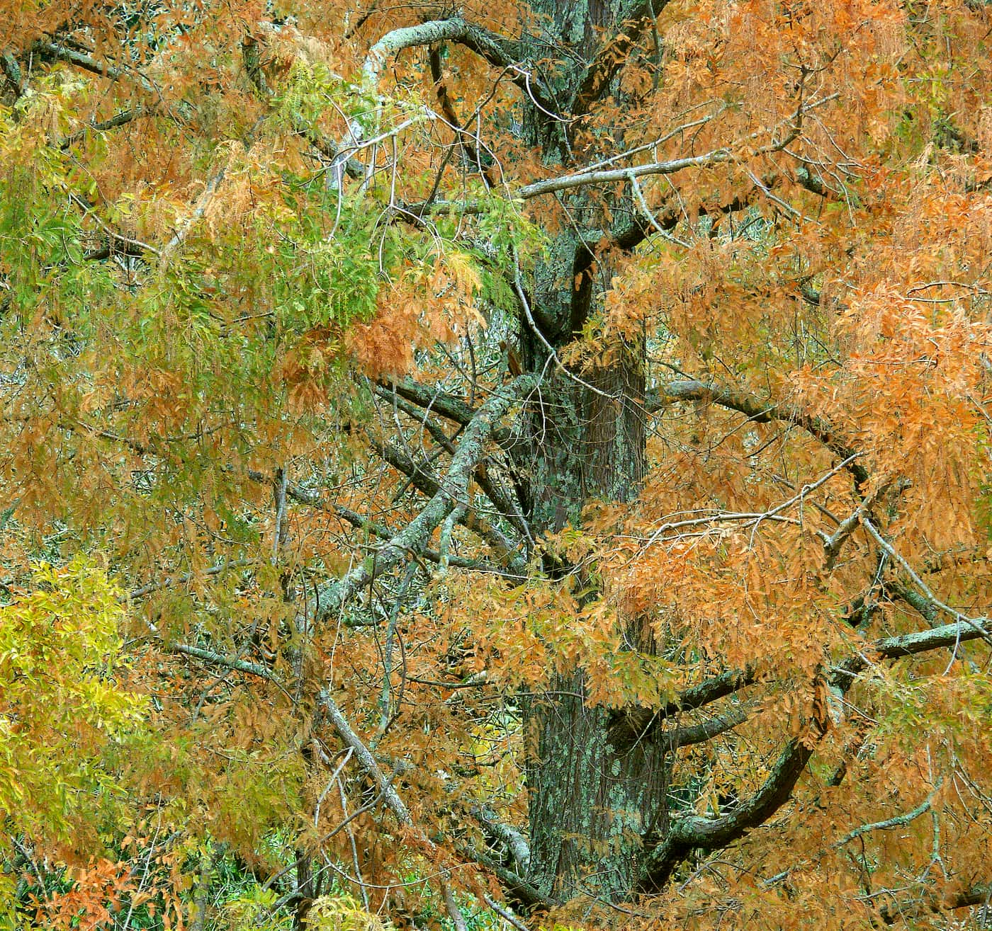 Dawn Redwood, photo by J.G. in SF