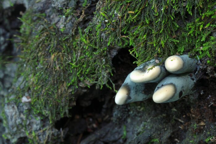Black finger-like fungus with white tips emerges from moss