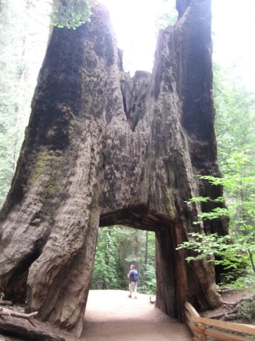 Dead giant tunnel tree
