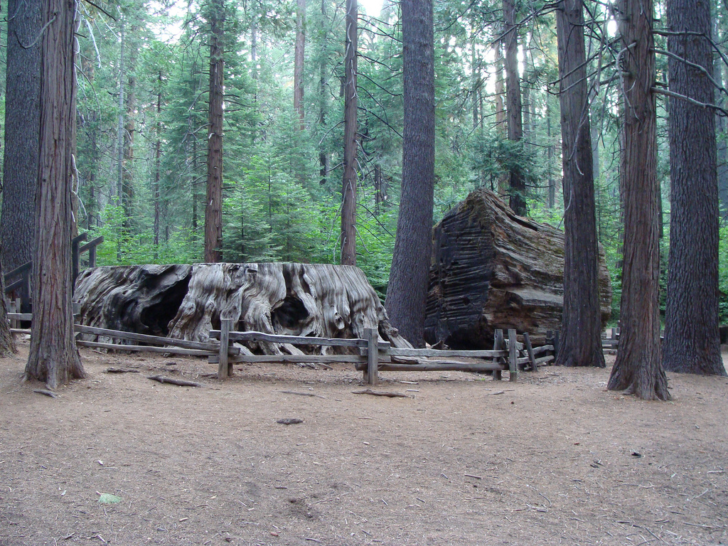 discovery-tree.jpg