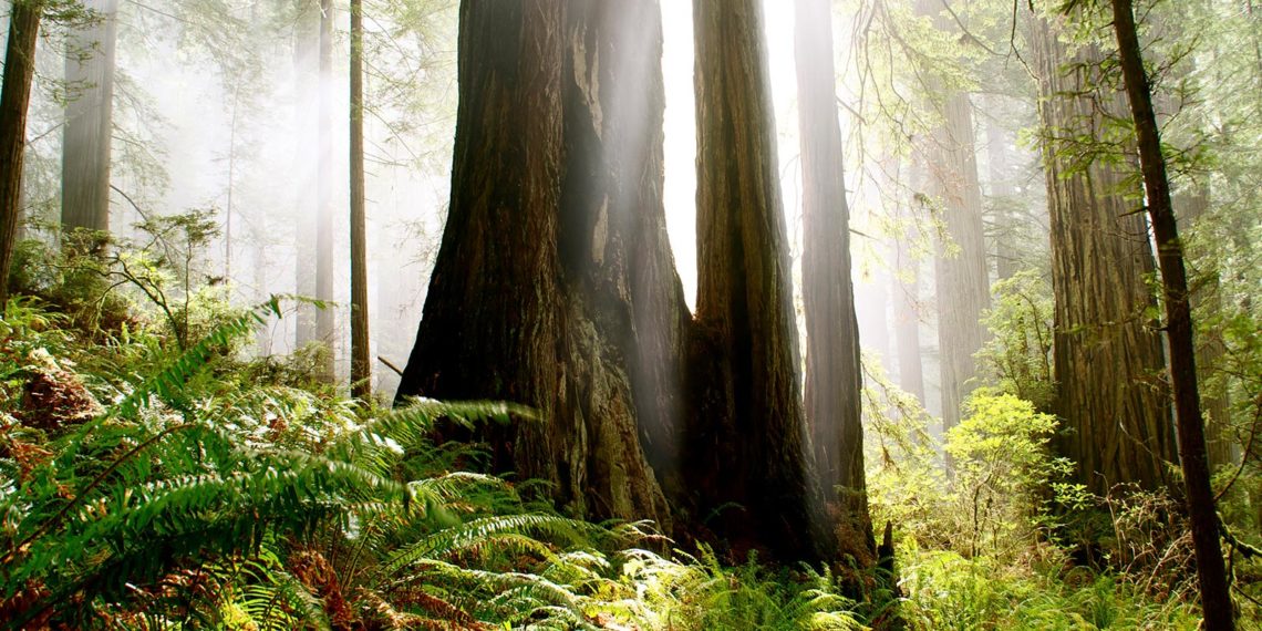 www.savetheredwoods.org