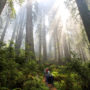 Del Norte Coast Redwoods State Park. Photo by Jon Parmentier