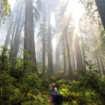 Del Norte Coast Redwoods State Park. Photo by Jon Parmentier