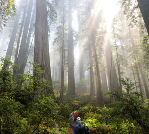 Del Norte Coast Redwoods State Park. Photo by Jon Parmentier