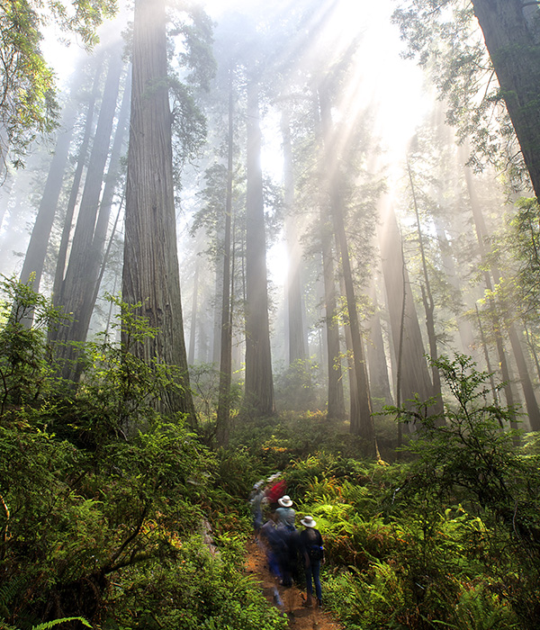 Del Norte Coast Redwoods State Park. Photo by Jon Parmentier