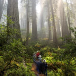 Del Norte Coast Redwoods State Park. Photo by Jon Parmentier