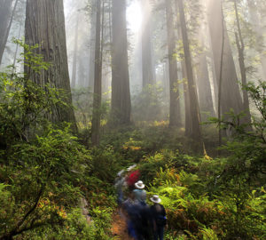 Del Norte Coast Redwoods State Park. Photo by Jon Parmentier