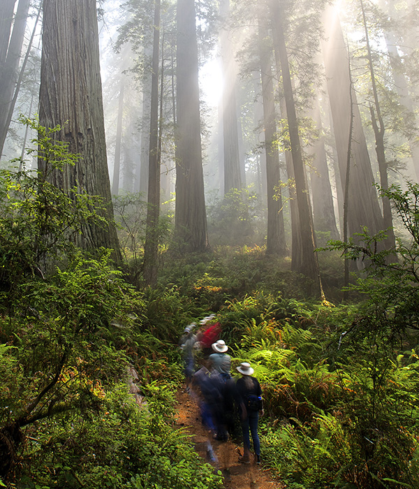 Photo by Jon Parmentier, Save the Redwoods League