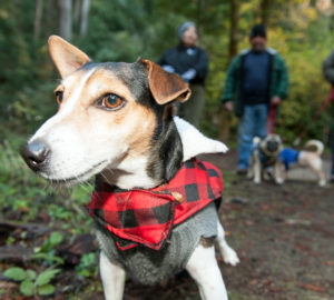 Dogs exploring League sponsored Free Redwoods Day