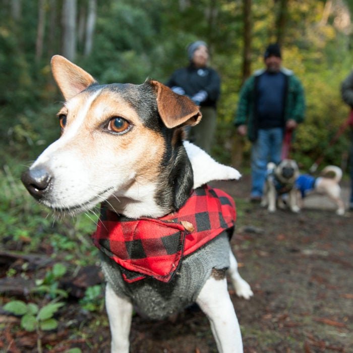 Dogs exploring League sponsored Free Redwoods Day