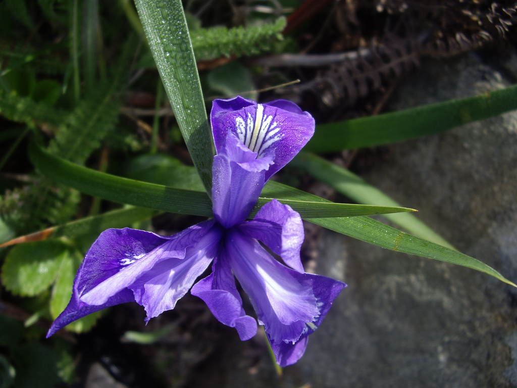 Douglas Iris is a wildflower found in redwood forests. Photo by Jerry Peepers.