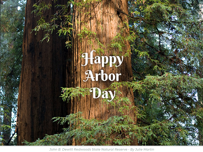 Arbor Day redwoods greeting ecard