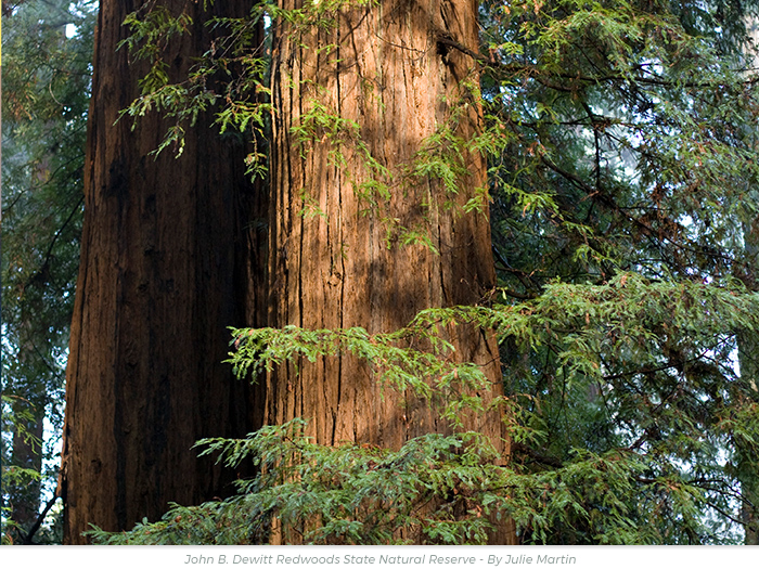 Arbor Day redwoods greeting ecard