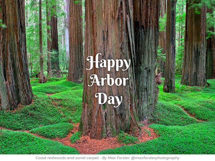 Arbor Day redwoods greeting ecard