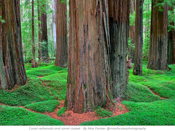 Thank You redwoods greeting ecard