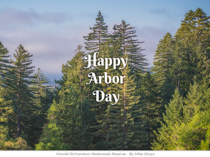 Arbor Day redwoods greeting ecard