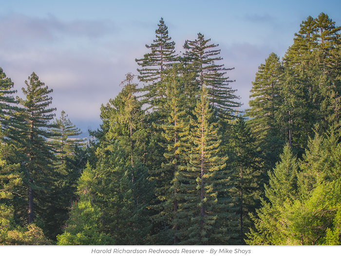 Redwoods canopy Anytime redwoods greeting ecard