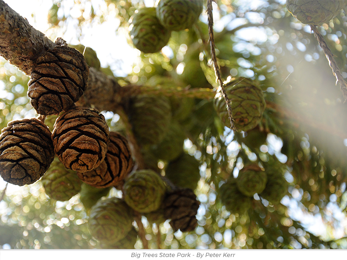 giant sequoia cones birthday greetings ecard