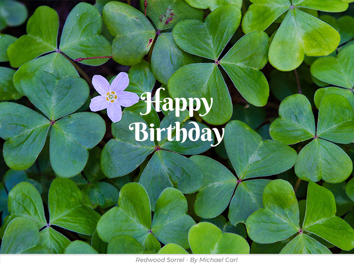 Redwood Sorrel birthday greetings ecard