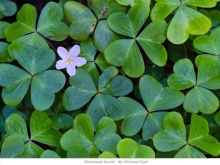 Redwood sorrel Anytime redwoods greeting ecard