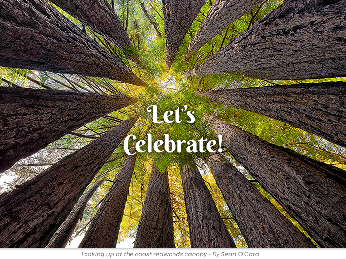 Celebration free redwoods greetings ecard