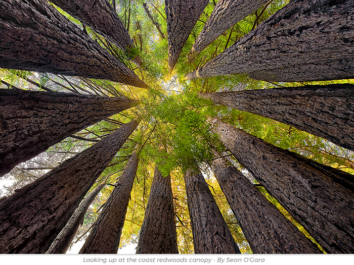 Holiday gift redwoods honor greeting ecard