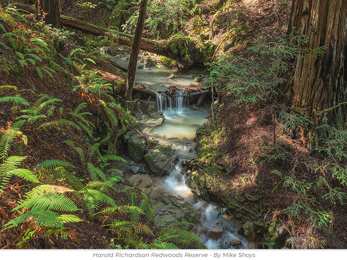 Holiday gift redwoods honor greeting ecard