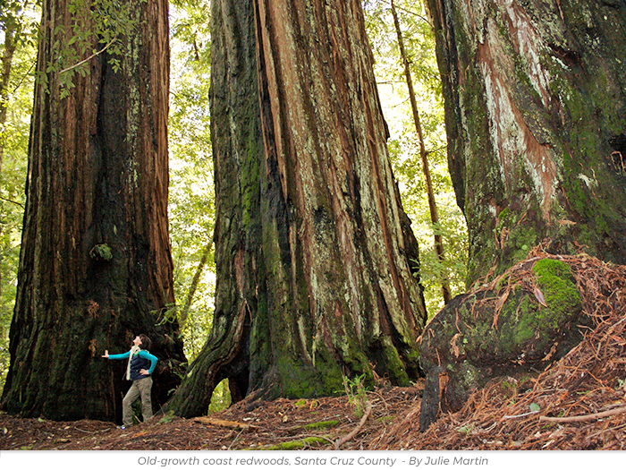 Cherish redwoods greetings ecard