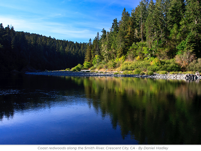 Cherish redwoods greetings ecard