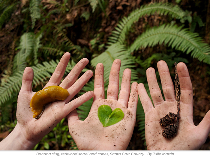 Earth Day redwoods greetings ecards