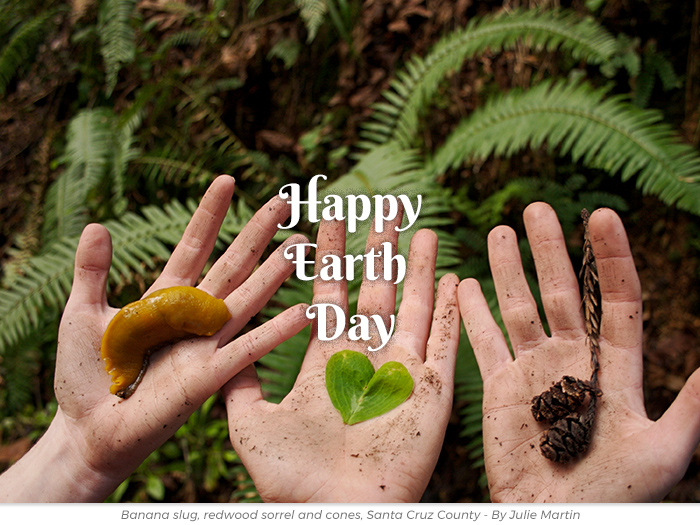 Earth Day redwoods greetings ecards