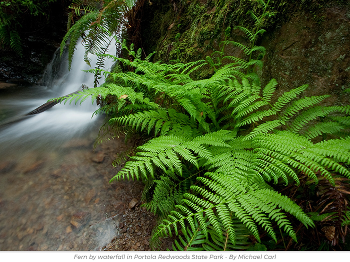 Earth Day redwoods greetings ecards